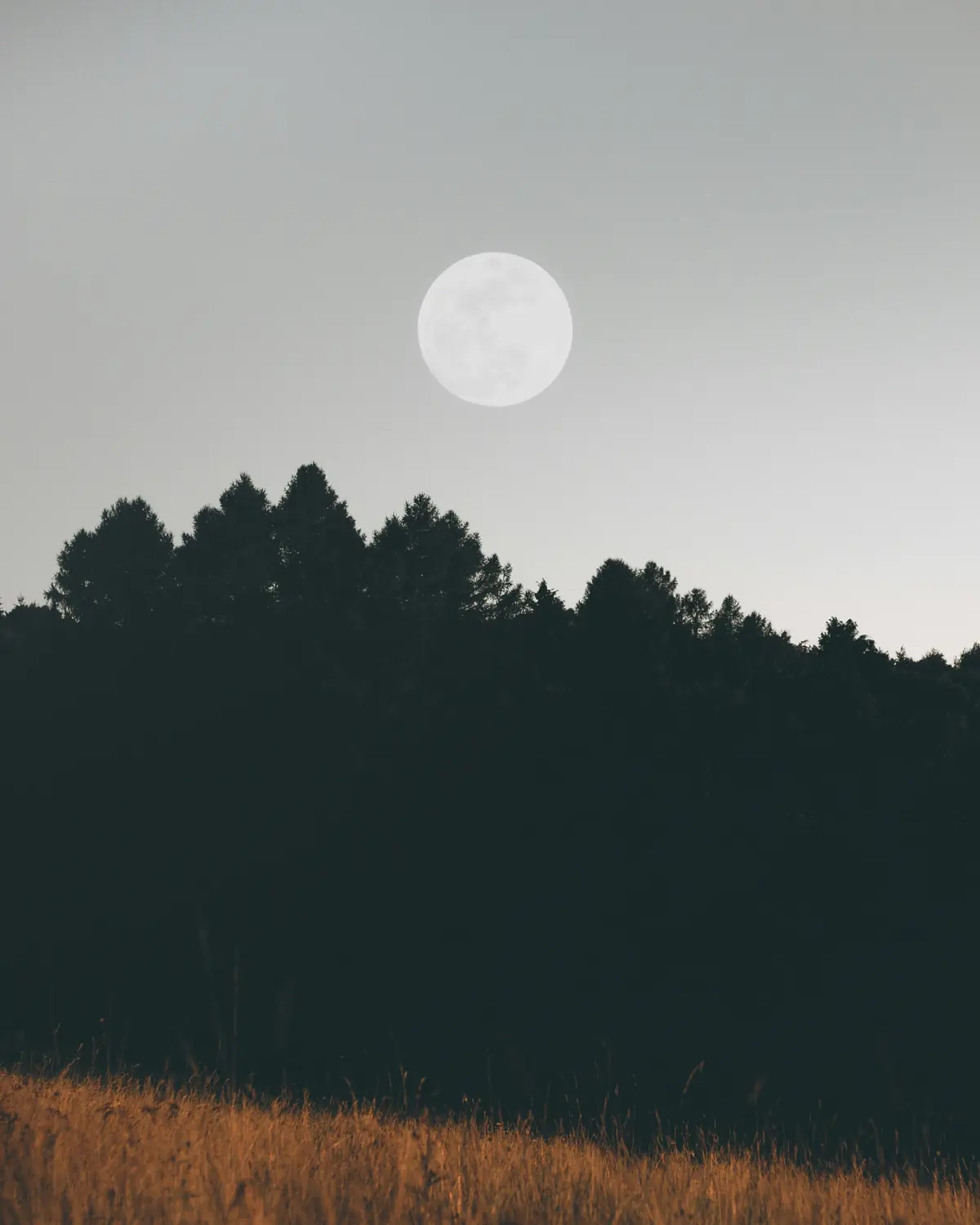 A full moon rising above a dark forest